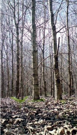 Hardwood - Tree Care Ireland