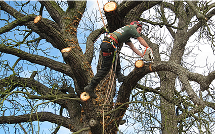 Tree Surgery Ireland