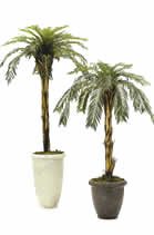 Cycads