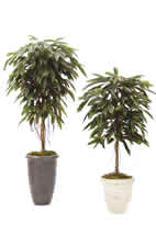 Ficus Alii