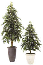 Ficus Benjamina