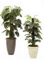 Monstera