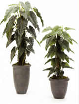 Philodendron