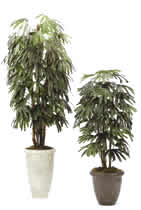 Rhapsis Palm