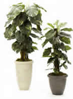 Scindapsus